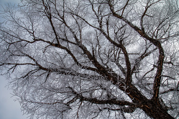 Hoarfrost on trees. Winter forest.