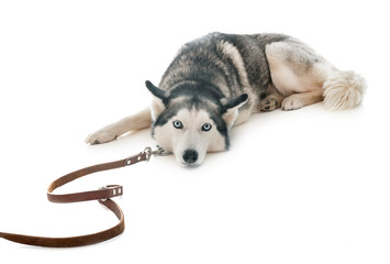 siberian husky in studio