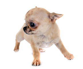 Obraz premium puppy chihuahua in studio