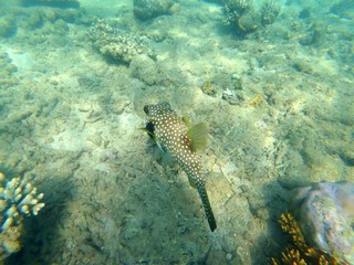 Poisson ballon à épaule noire de Mayotte