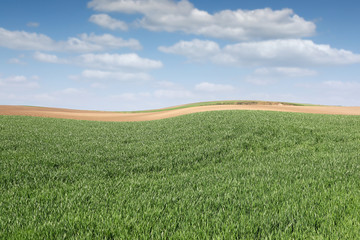Naklejka premium green wheat field in spring agriculture