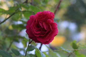 red rose close-up on a blurred background