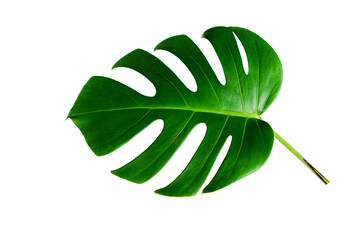 Monstera green leaf isolated on white background with clipping path for summer and spring design...