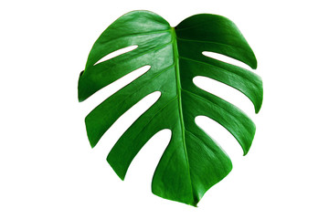 Monstera green leaf isolated on white background with clipping path for summer and spring design...