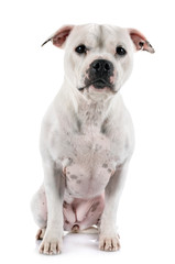 staffordshire bull terrier