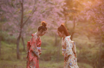 Cute Asian woman wearing Japanese kimono and cherry blossoms in spring, Thailand, Asia