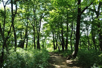 緑の道　夏の午後　茨城