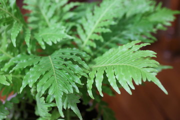 Blechnum © Perovskia