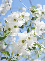 春の花　利休梅