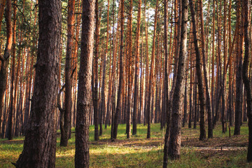 Fototapeta premium Beautiful picture of a pine forest at sunset