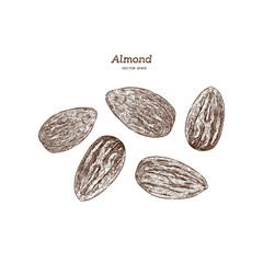 Ink sketch of almond. Hand drawn vector illustration.