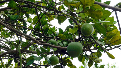 Fruit tree with many green pomelo growing on the branches.