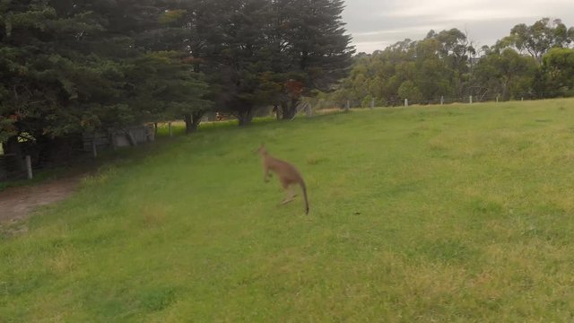 aerial shot orbiting around a group of kangaroos on a rural farm in Australia.