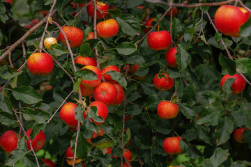 Apfelbaum mit roten Äpfel