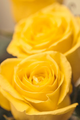 natural floral background yellow rose closeup macro