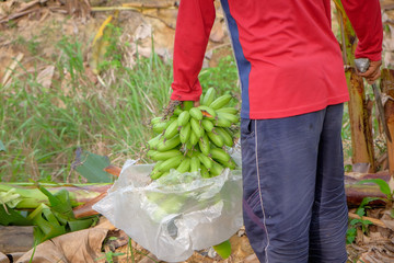 Farmer lifting unripe raw green Lady Finger banana bunches growing ripen in the  banana farm. Food and agricultural concept.