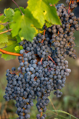 Red wine grapes ready to harvest and wine production. Saint Emilion, France