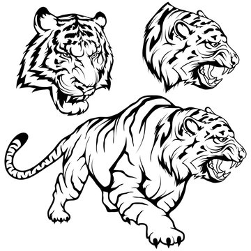 Tiger set suitable as logo or team mascot, tiger drawing sketch in full growth, crouching tiger in black and white, vector graphics to design