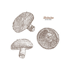 Collection of shiitake: mushroom and a bit of shiitake. Mushroom. Vector hand drawn illustration. - Vector