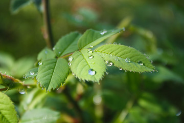 drops on leaf