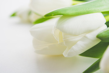 Obraz premium Flowers White tulips on a white background.
