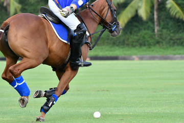 Polo Player Playing Polo Horse During the Games.