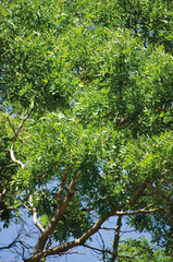 Fraxinus excelsior, foliage