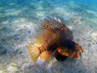 Rascasse volante de l'océan indien