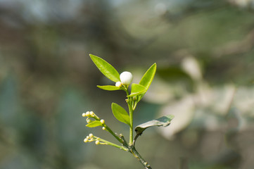 Flower of the lemon 