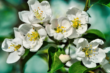 Apple tree blossom close up on a garden background