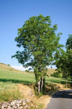 Fraxinus excelsior, isolated tree