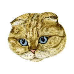 The illustration is well suited for prints on t-shirts, pillows, posters, postcards, stickers, etc. Watercolour cat muzzle hand-painted on a white background. 