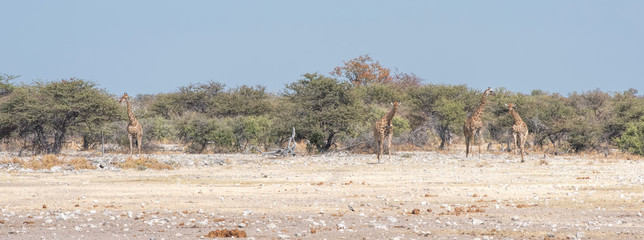 Giraffes in Namibia