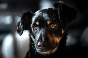 Dog Portrait Close Up Hunde Portrait Nahaufnahme 