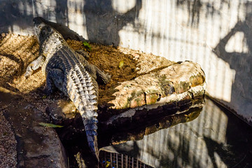 Big nile alligator in the small pool