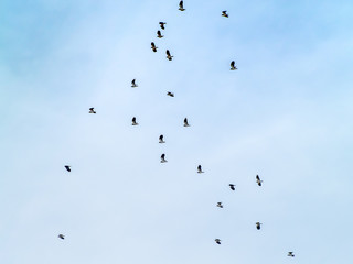 A flock of northern lapwing (Vanellus vanellus) flying in the cloudy sky