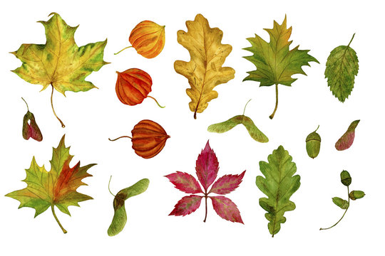 Set of autumn leaves on a white background. Design elements. Perfect for invitations, greeting cards, blogs, posters, prints on a white background. Watercolour. Hand drawn illustration.