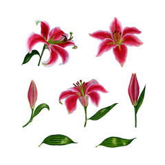 Set of separate elements from lily flowers. Watercolor. Hand drawn illustration. Design elements on a white background for the design of cards, wedding invitations, greetings, etc.