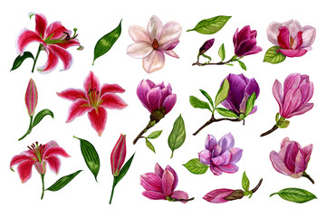 Set of separate elements from lily and magnolia flowers. Watercolour flowers illustration hand painted. Design elements on a white background for the design of cards, wedding invitations, greetings.