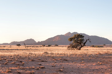 acacias and mountain in the Namib desert