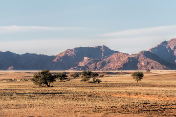 Fototapeta premium acacias and mountain in the Namib desert