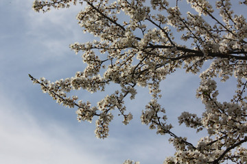 branch of a tree in spring