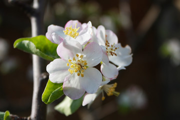 white flowers of apple tree