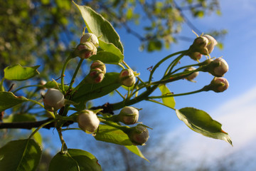 branch of tree in spring