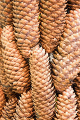 pine cone texture