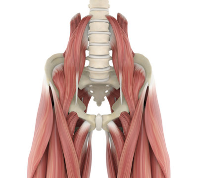 Psoas Muscles Anatomy