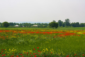 field of red poppies
