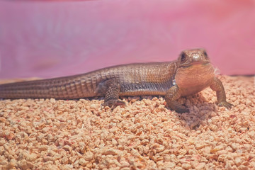 gerrhosaurus lizard