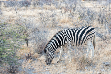 zebras in Namibia