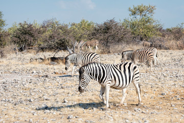 zebras in Namibia